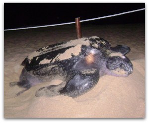 tortuga laud san lucas