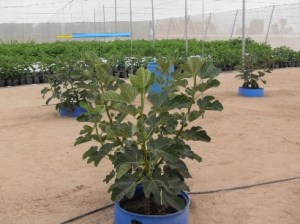 VLUU L100, M100 / Samsung L100, M100