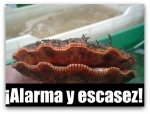 w - almeja mano de leon