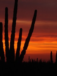 Santa Rosa.- Atardecer en el rancho, entre los cardonales.