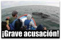 x ballena gris puerto san carlos