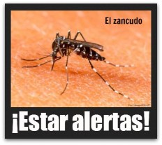 3 - 1 mosco del dengue