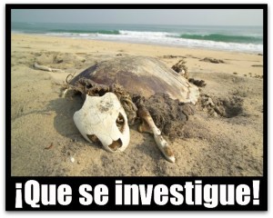 3 - 1 tortuga muerta