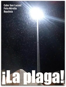 3 - 1 aaaa polilla en cabo san lucas