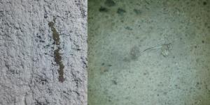 3 - 1 denuncia mariposa blanca