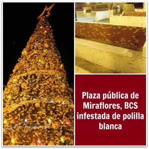 3 - 1 miraflores invadida