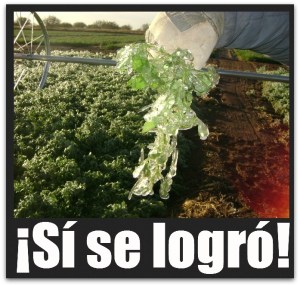 3 - 1 heladas comondu mulege