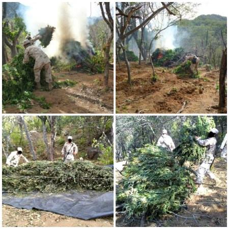 3 - 1 plantios mariguana la paz bcs