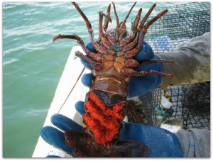 2 - 1 langosta 547647