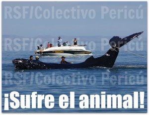 2 - 1 aa ballena atorada la paz bcs reporteros sin fronteras