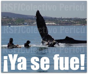 2 - 1 aaa ballena fue rescatada en la paz bcs