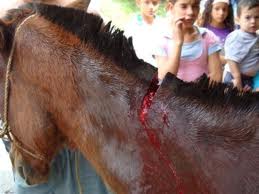 2 - 1 caballo herido