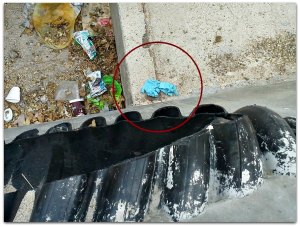 2 - 1 cadaver san jose del cabo 01