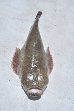 2 - 1 pacific stargazer 2