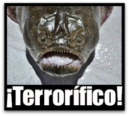 2 - 1 pacific stargazer