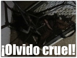 2 - 1 perro encadenado colonia puerto nuevo