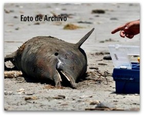 2 - 1 avisan de delfines muertos foto de archivo