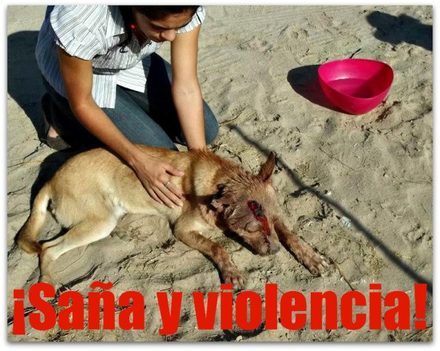 2 - 1 dingo fue atacado 001