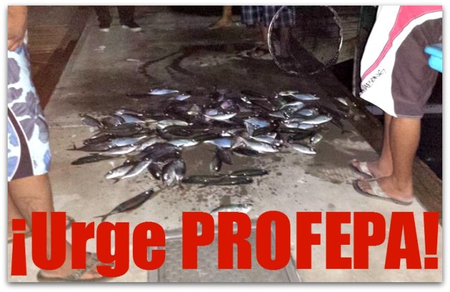 2 - 1 ecocidio en puerto los cabos