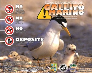 2 - 1 gallito marino 001
