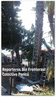 2 - 1 palmera de cocos