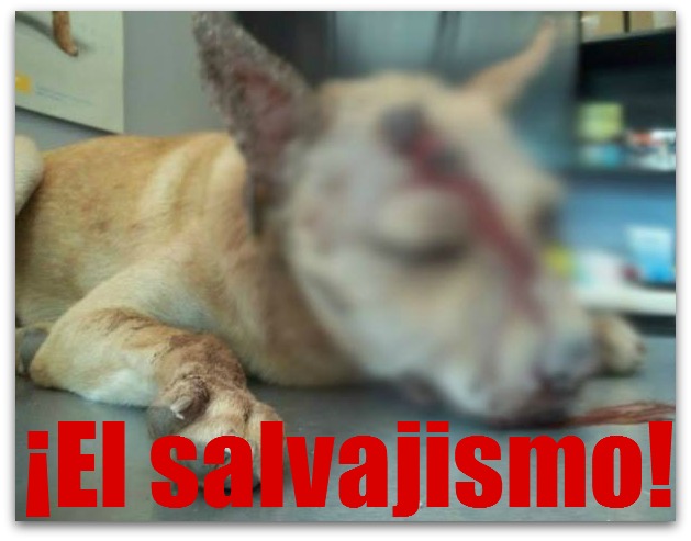 2 - 1 perro atacado a marrazos