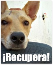 2 - 1 perro dingo la paz bcs