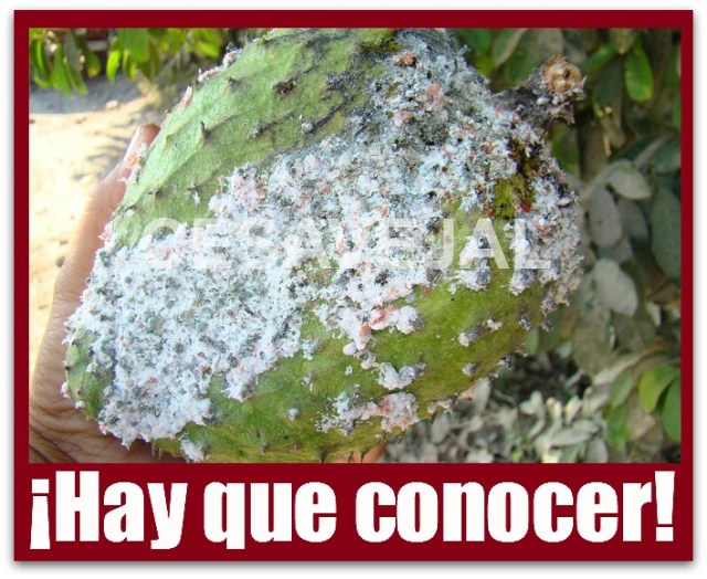 2 - 1 plaga de la cochinilla