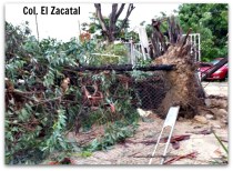 2 - 1 policia de los cabos arbol caido