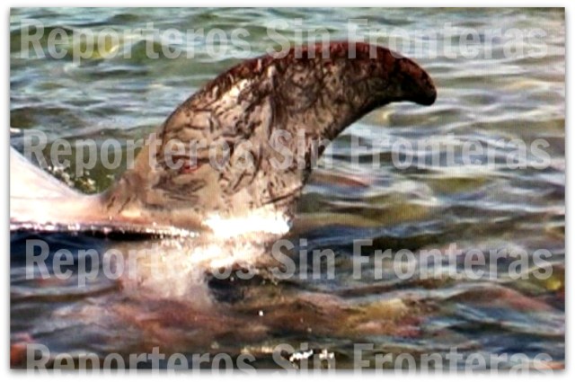 2 - 1 ballena en playa erendira