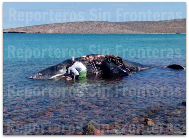 2 - 1 ballena muerta cachalote