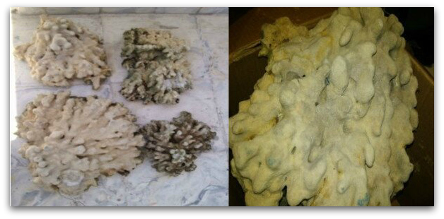 2 - 1 coral aeropuerto de la paz