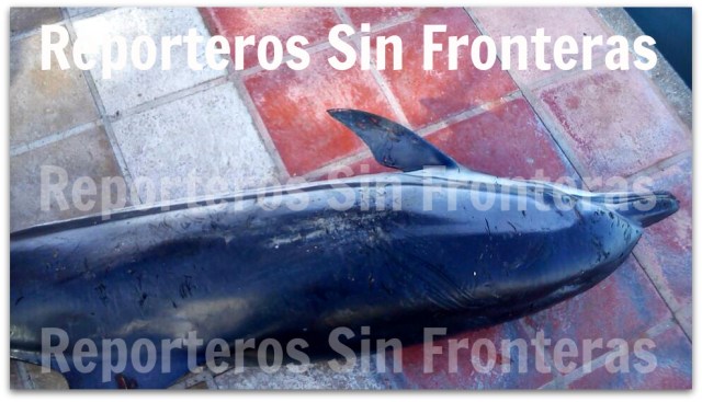 2 - 1 delfin muerto en la paz bcs