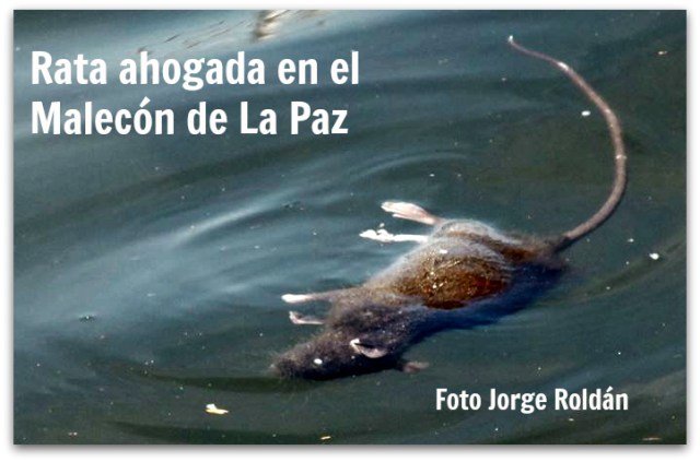 2 - 1 rata en el malecon