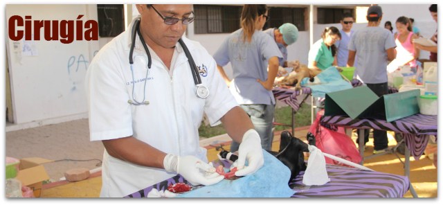 2 - 1 pedregal colonia mascotas atendidas