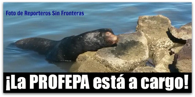 2 - 1 lobo marino en la orilla de la playa