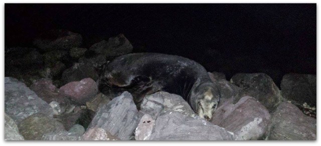 2 - 1 lobo marino herido la paz