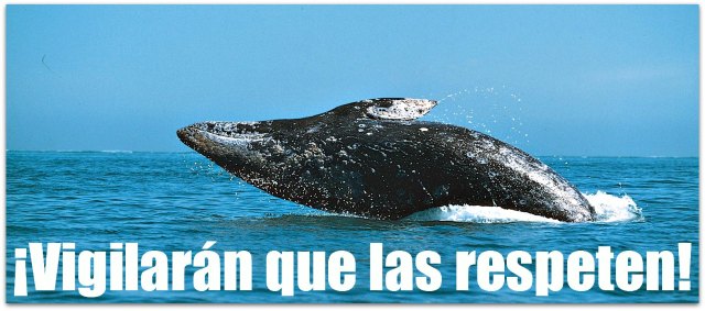 2 - 1 ballena gris 42542