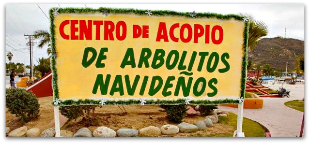 2 - 1 acopio arboles de navidad
