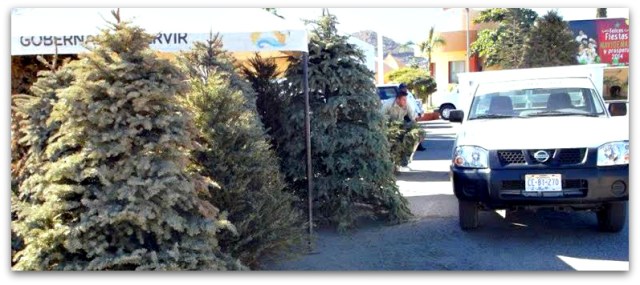 2 - 1 arboles de navidad los cabos