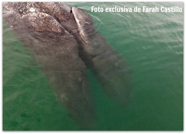 2 - 1 ballena de dos cabezas