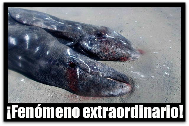 2 - 1 ballena siames baja california sur