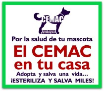 2 - 1 perros esterilizacion la paz bcs