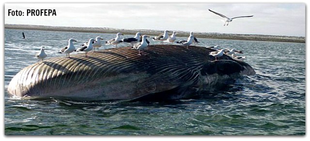 2 - 1 BALLENA MUERTA OJO DE LIEBRE - PROFEPA