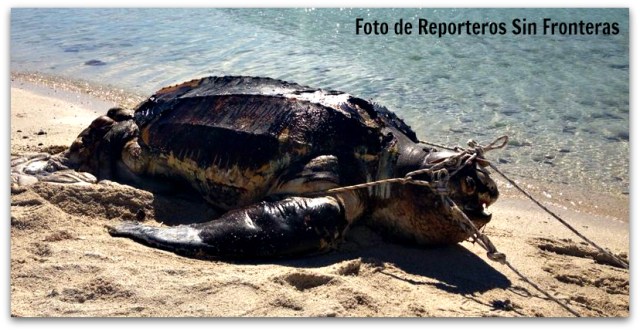 2 - 1 tortuga laud pichilingue