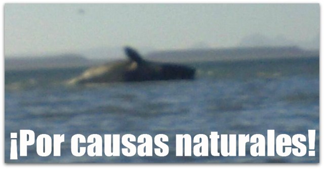 2 - 1 ballena en laguna de san ignacio
