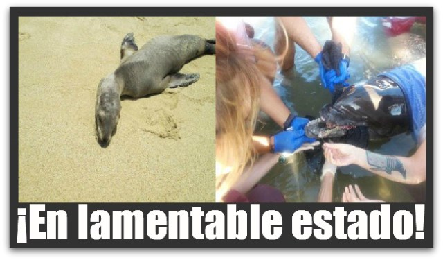 2 - 1 delfin y lobo marino profepa