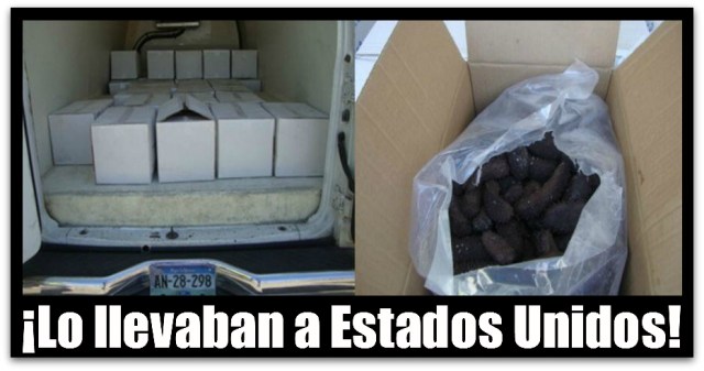 2 - 1 pepino de mar de bcs