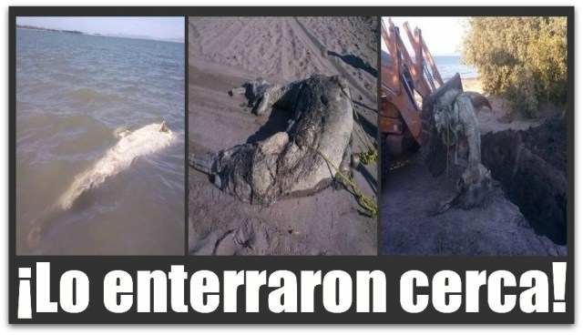 2 - 1 tiburon ballena la paz bcs