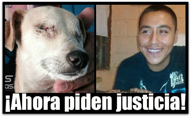 2 - 1 perrita chikis la paz bcs